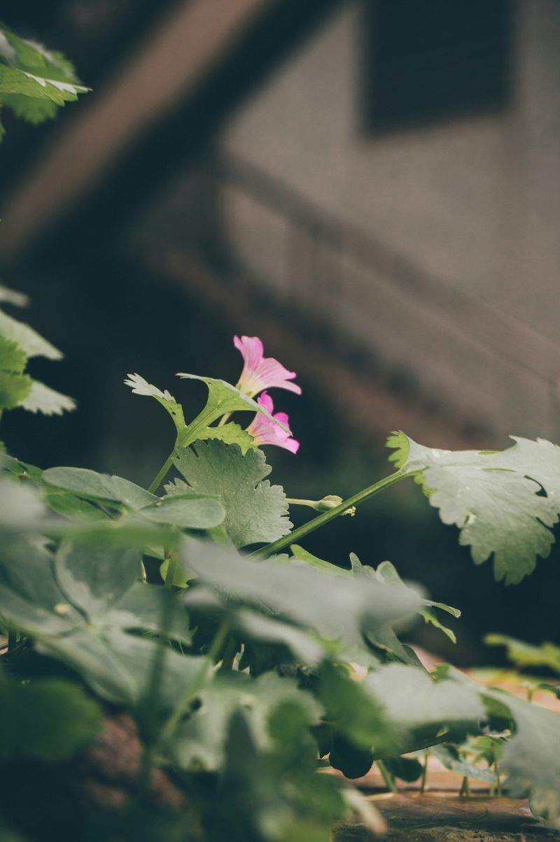 花壇・植栽の設計と施工
