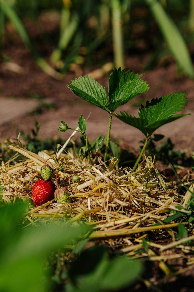 観葉植物の設置・管理